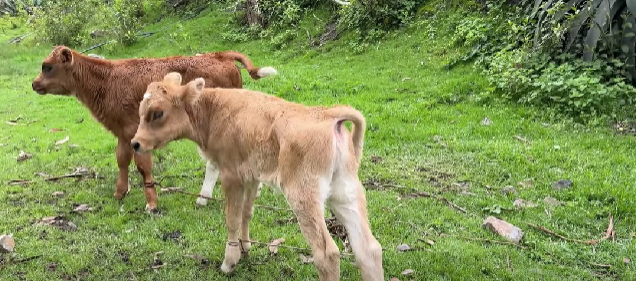 Top Camper Trailer Towing Tips